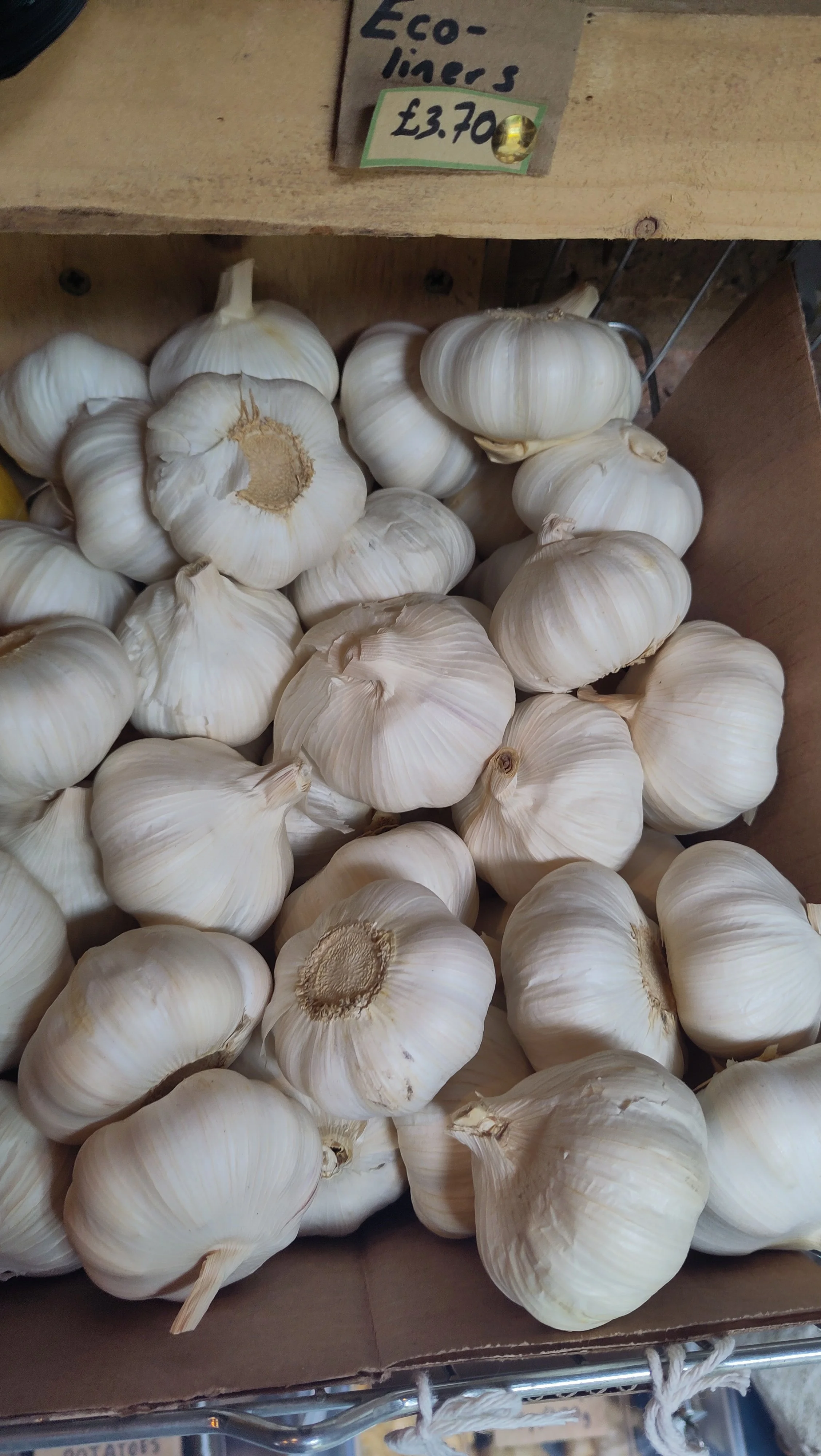 Garlic