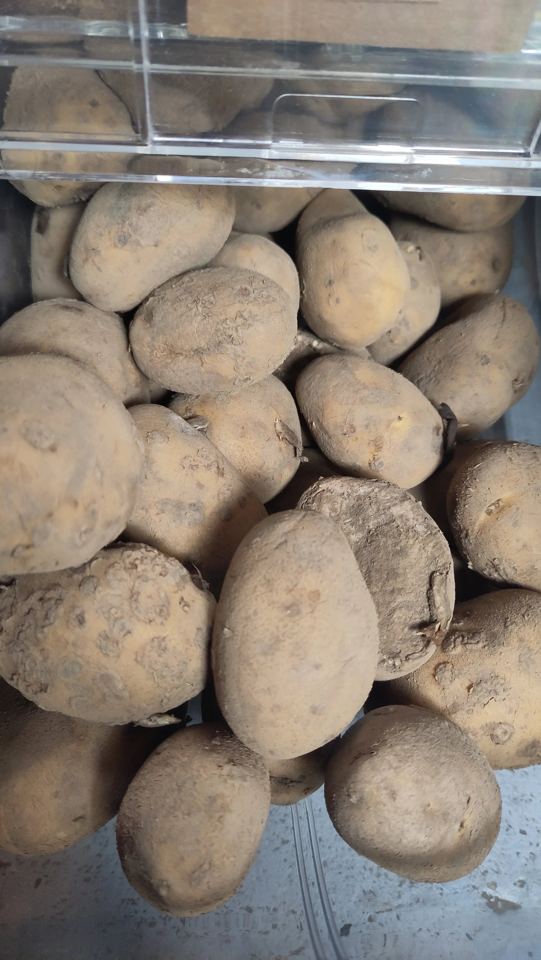 Potatoes