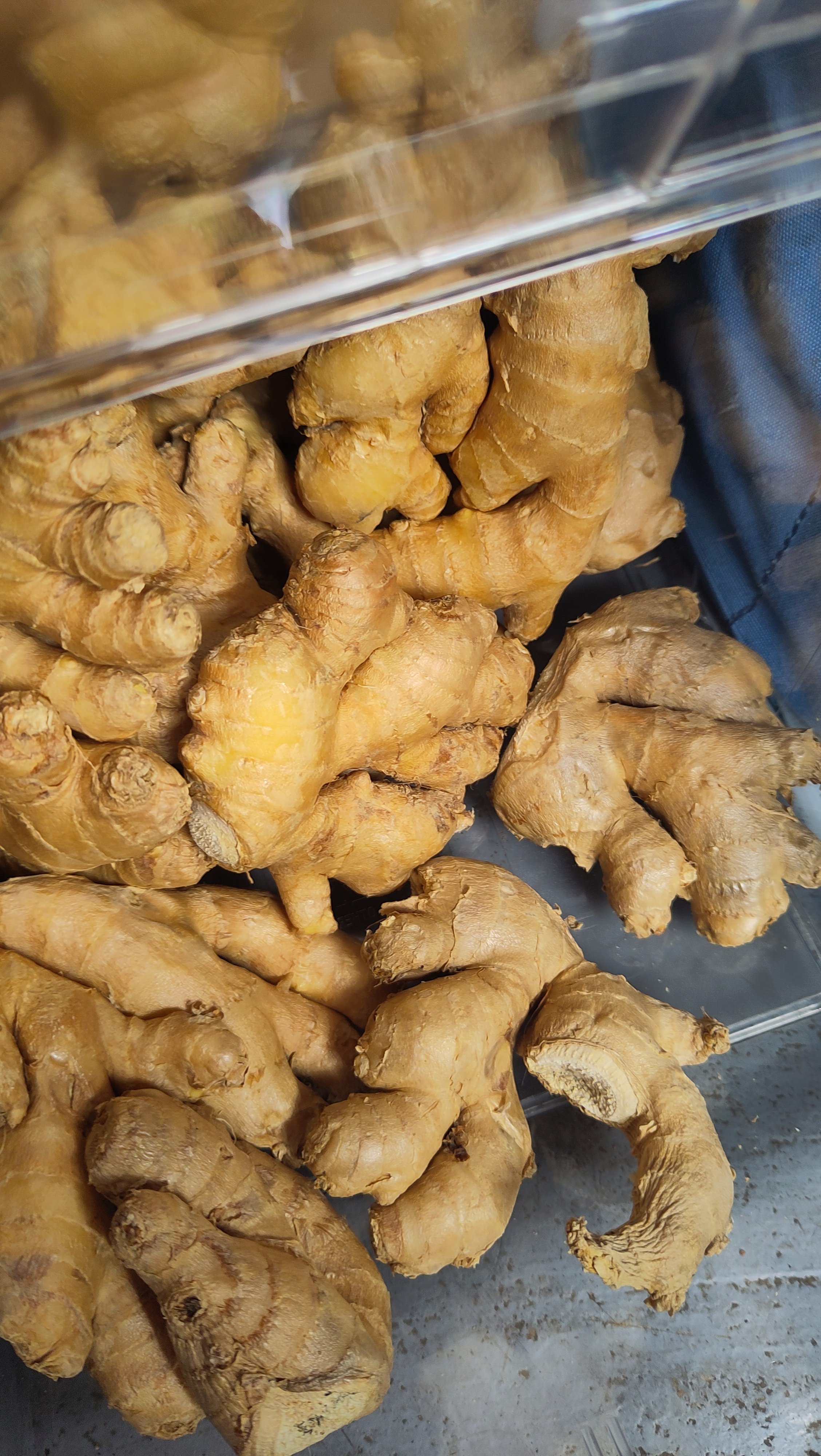 Ginger