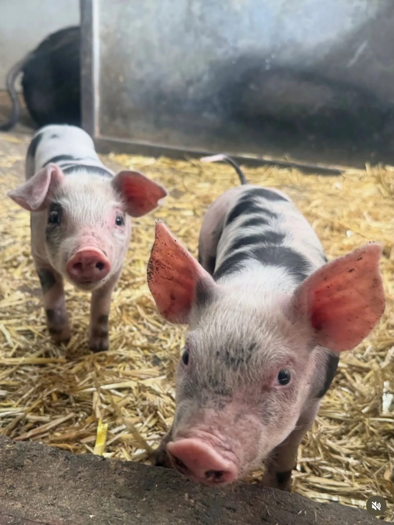 Piglet Update 🐷 Penny, mummy pig, has 10 piglets zooming and playing here at @hackneycityfarm_official 
Come and see them before, or after, your shopping trip to Get Loose. 
The farm is open 10-16:30 Tues to Sun. We are open 10-16:30 on a Saturday t