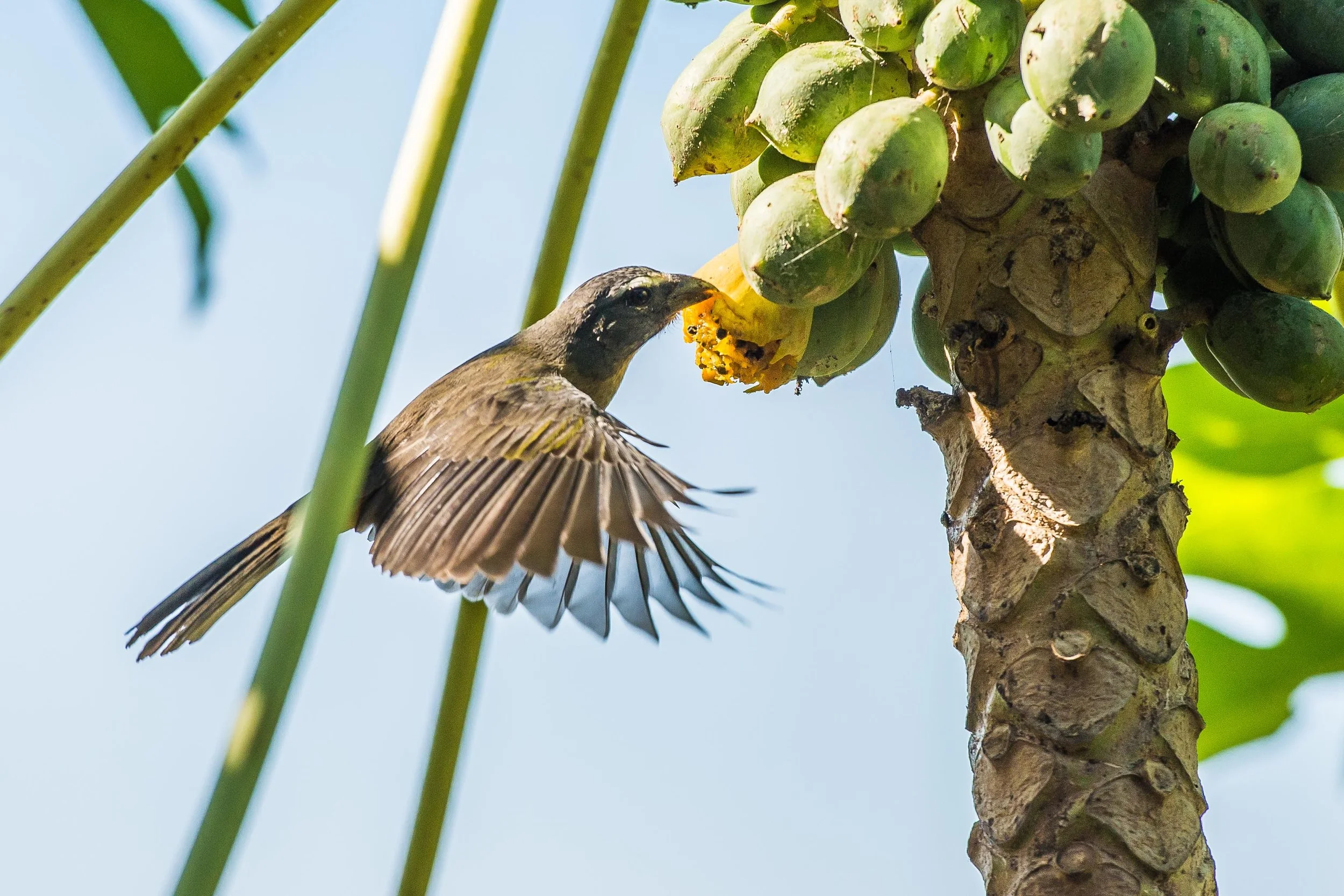 BethM_Sayulita7Nkn7249.jpg