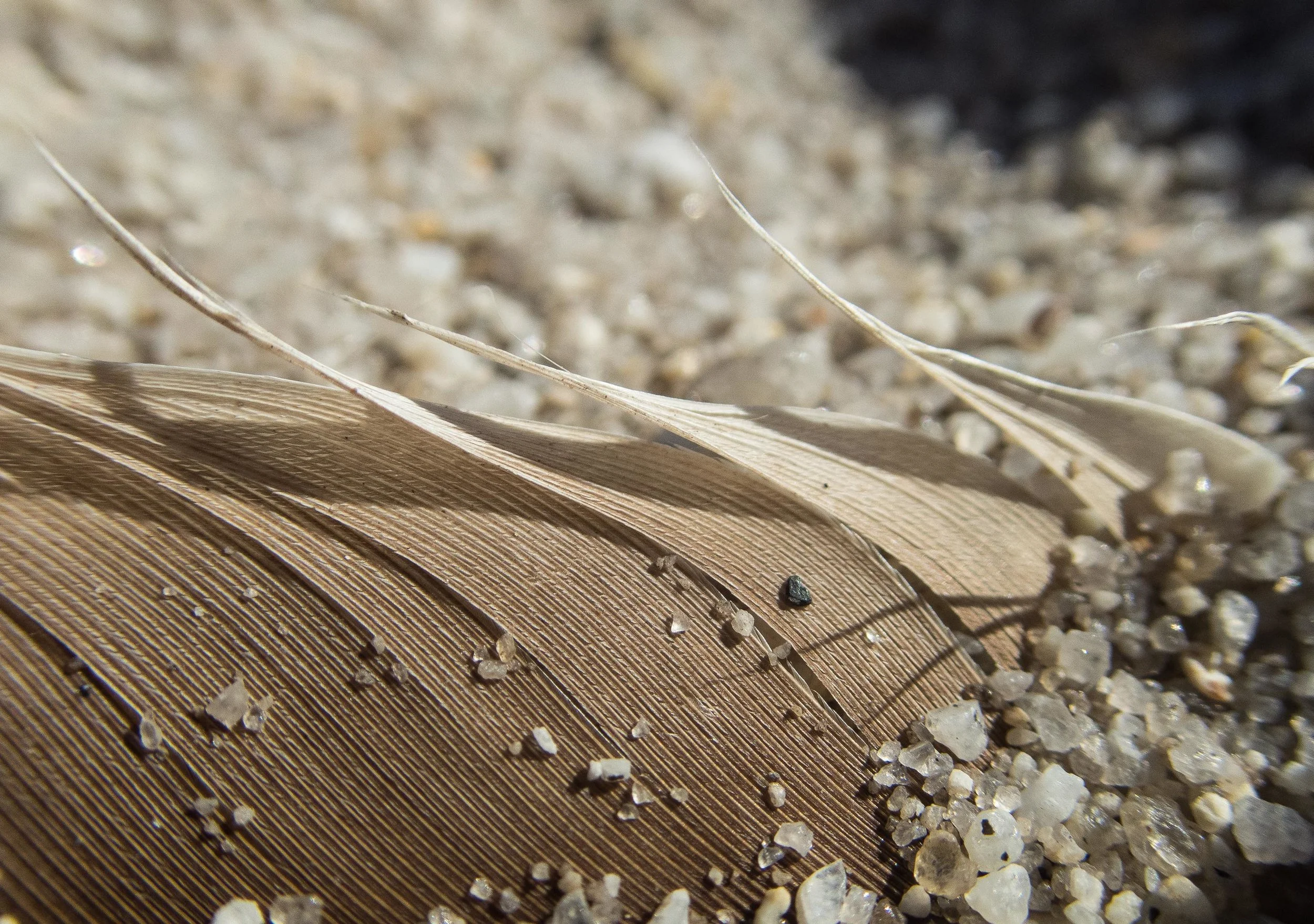 BethM_FeatherInSand_300369.jpg