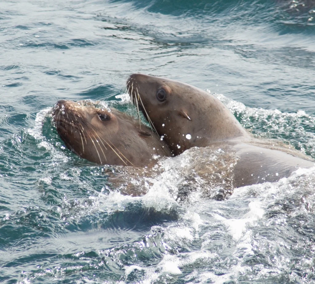 thumb_DSC_0403 SSLs_Water - Version 2_1024.jpg