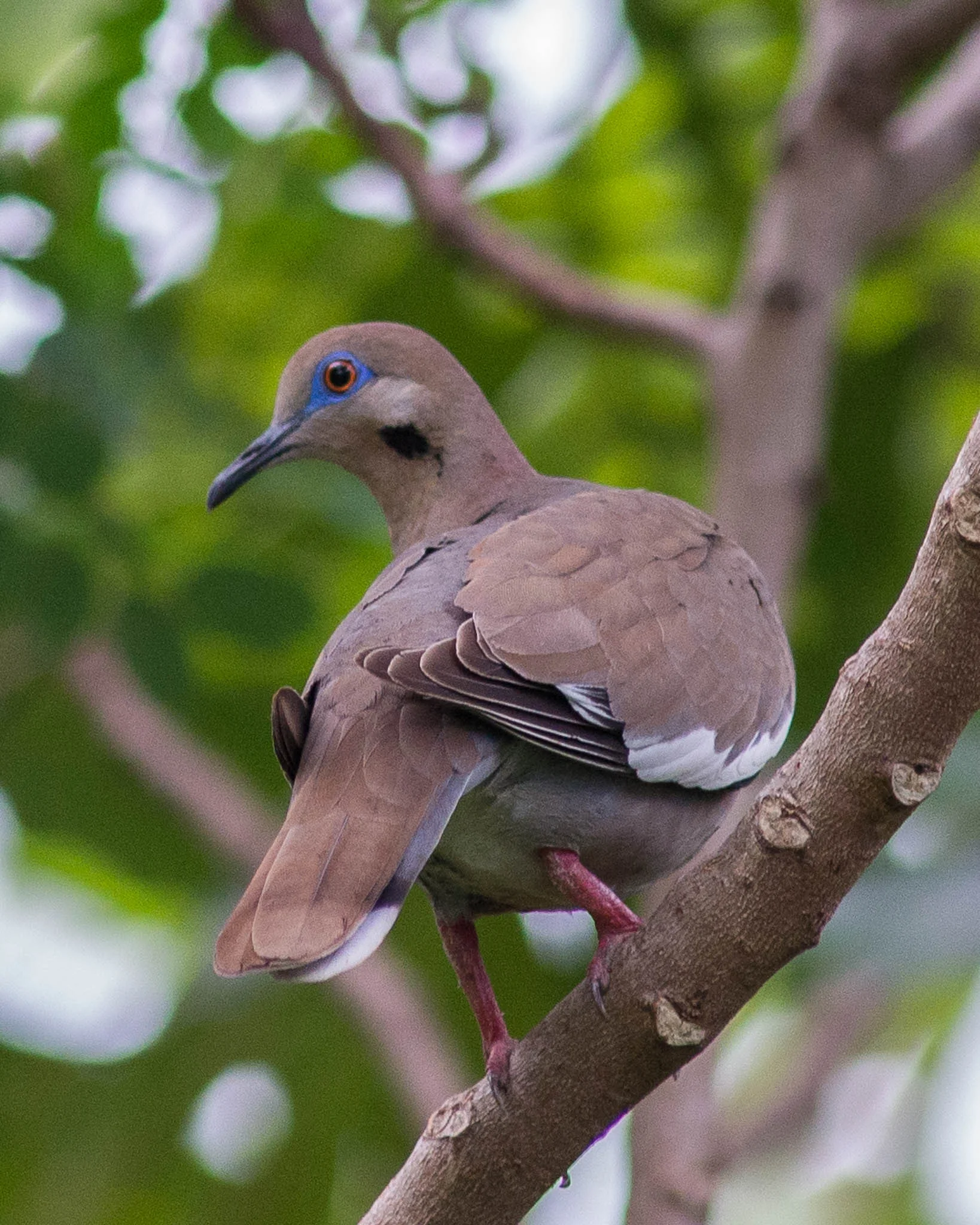 White-winged Dove, Hopkins, Belize