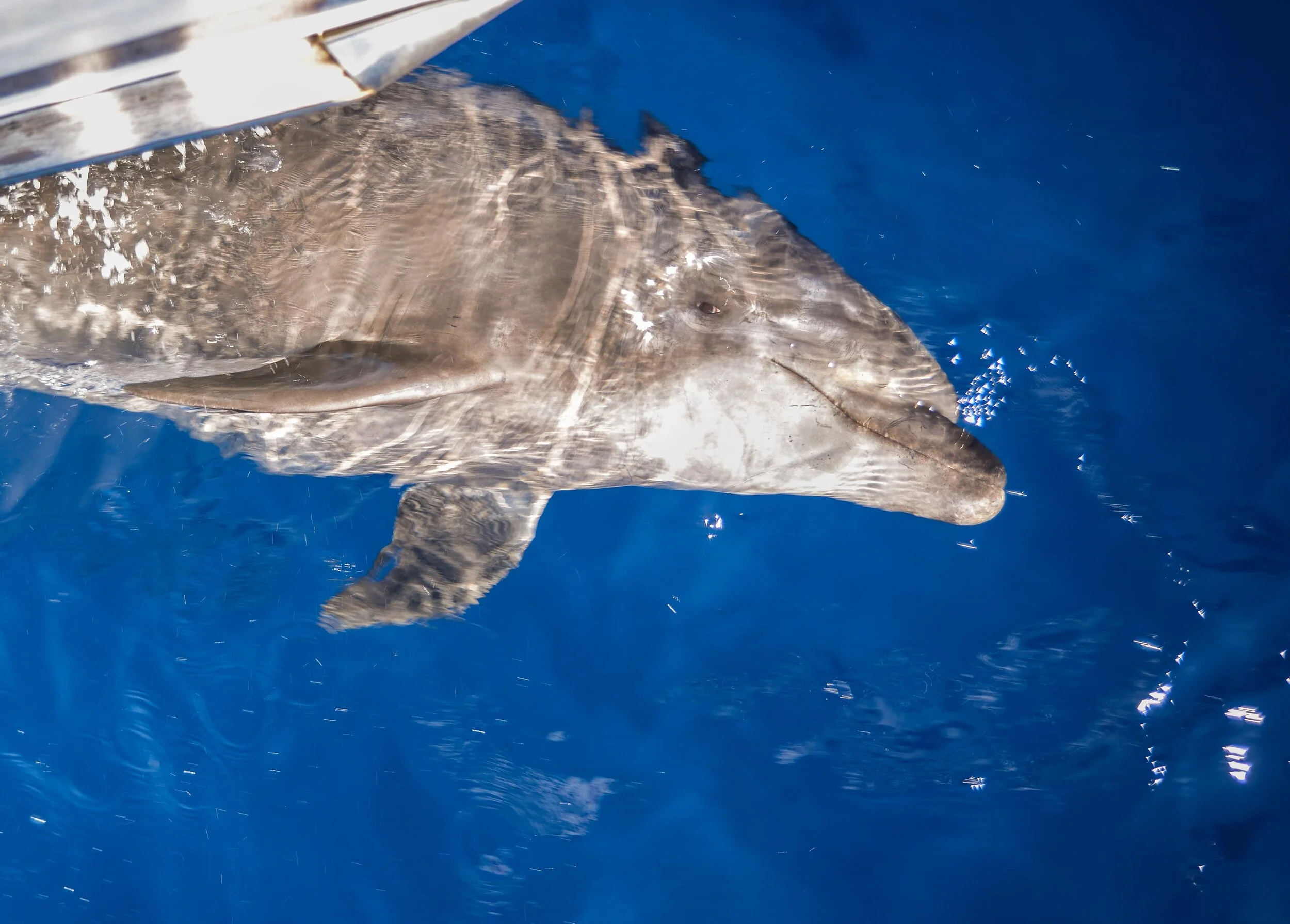 BethAMathews-BottlenoseDolphin_2556.jpg