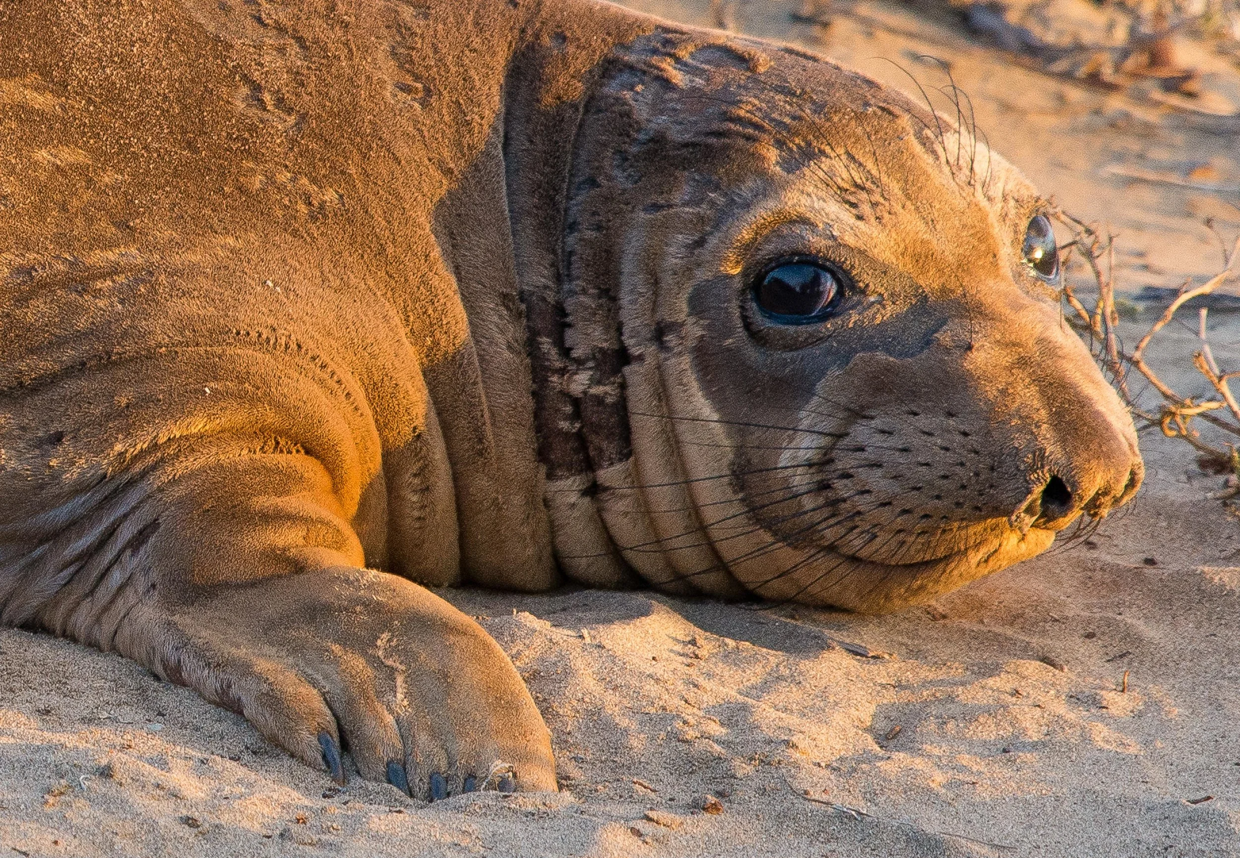 BethAMathews-ElephantSeal_8488.jpg