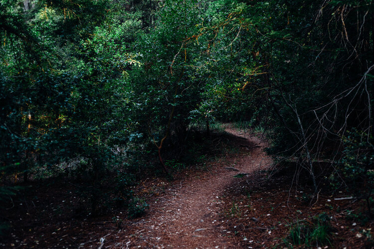 wayward path pic.jpeg