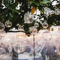 Globes in tree.jpg