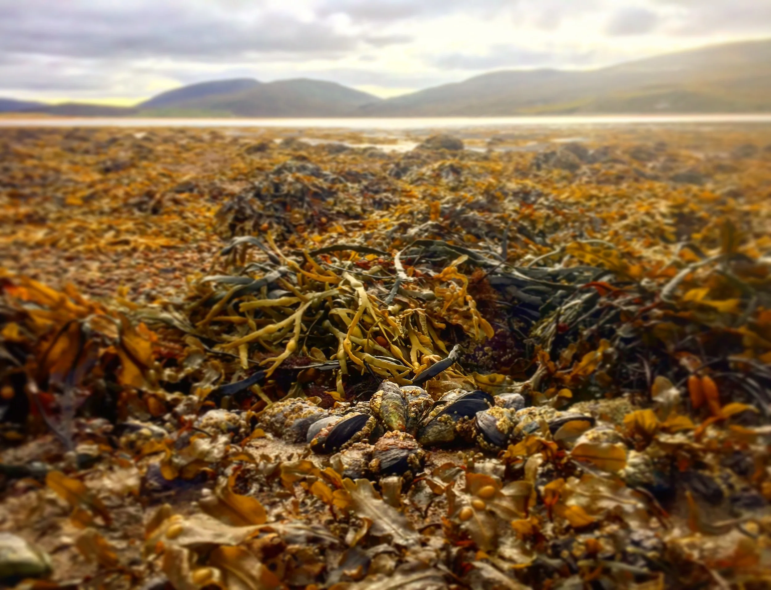 Foraging For Adventure
