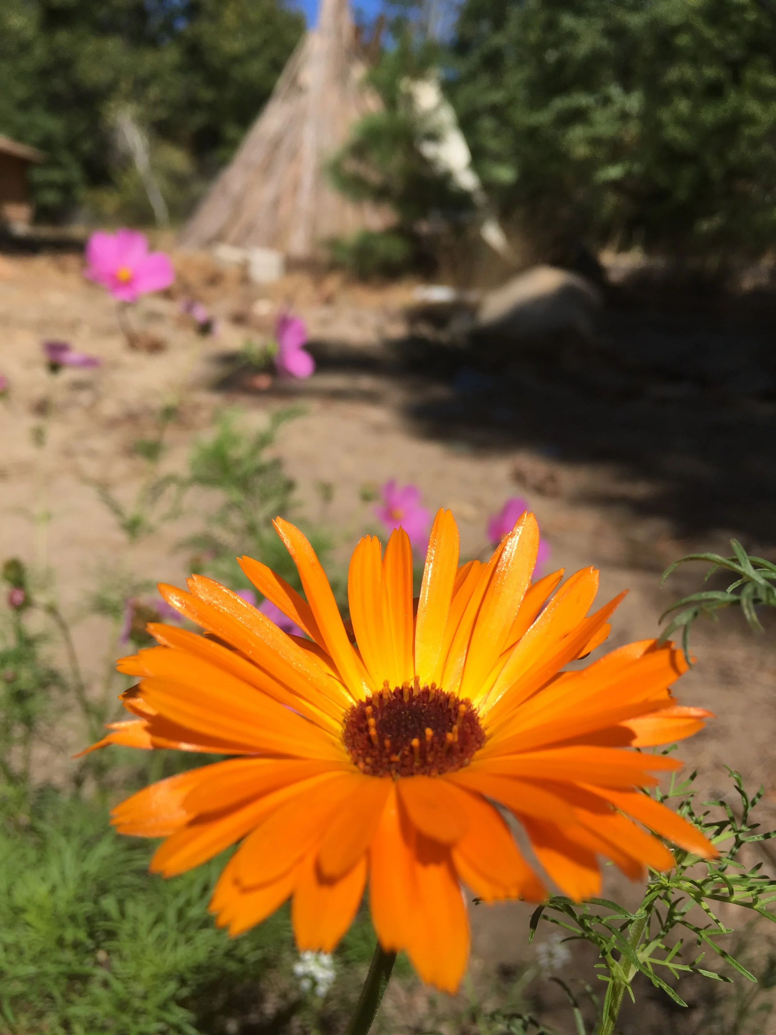 IMG_0210.jpeg