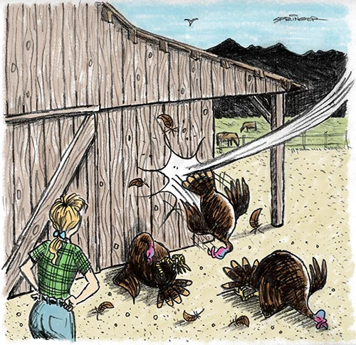 Turkeys_500.jpg