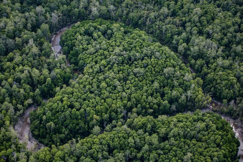 Heart Shaped Forest.jpg