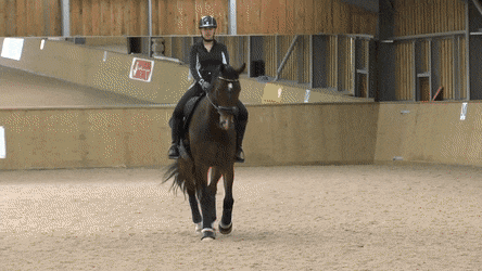 Leg yielding at a walk in classical dressage . ( Source )