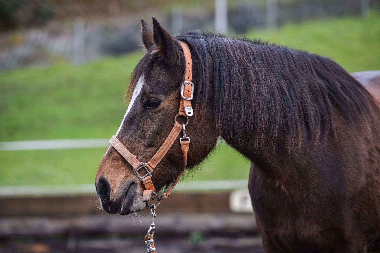 Photo: Chocoletta, the 16-year-old Freiberger mare I work with, during a recent intro lesson in Parelli Natural Horsemanship.