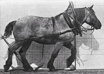 Real horse walking ( Source )