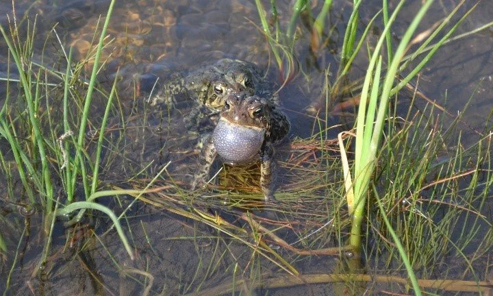 Spring EcoWalk - Big Rock Forest Preserve