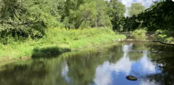 Summer EcoWalk - Horlock Prairie, LeRoy Oaks Forest Preserve 