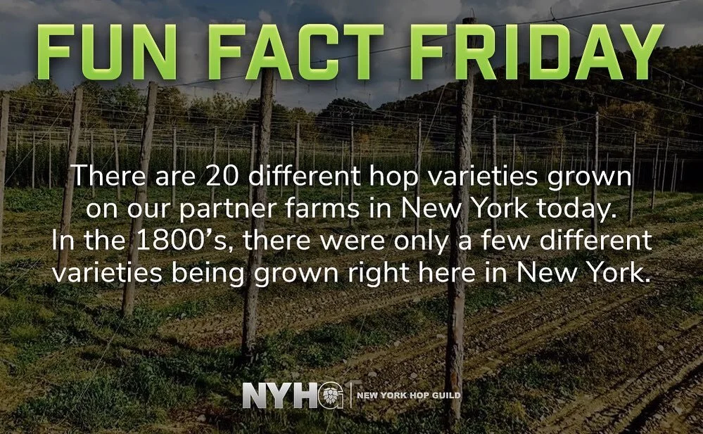 This shows how far the industry has come since the 1800s. Thank you to all of the breeding programs that have made this possible! Beer would be pretty boring if it wasn&rsquo;t for all the new varieties they have made available to us! Cheers to bette