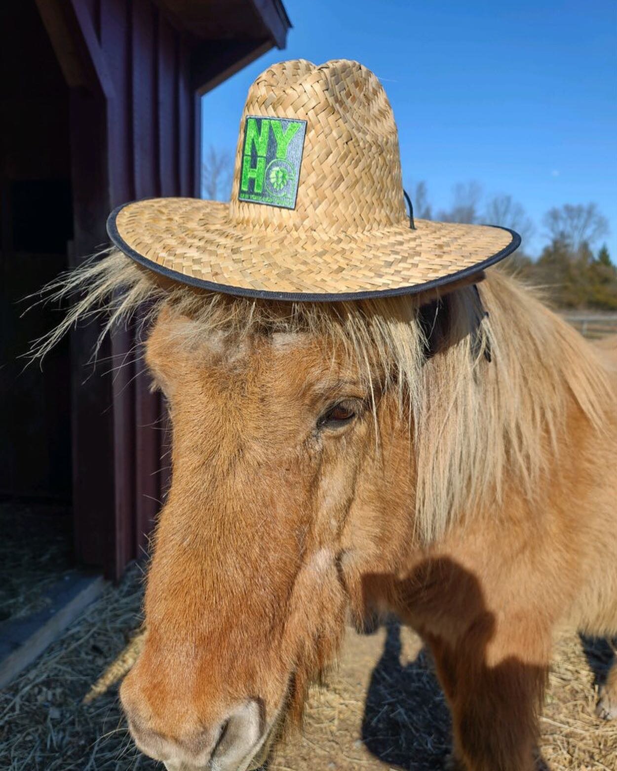 Did you know that horses love a well balanced meal of malt and hops!?!? Actually we&rsquo;re not really sure, but Vorvi one of @hudsonvalleymalt Icelandic horses sure loves our straw hat!! Perfect for these spring days and of course National Beer Day