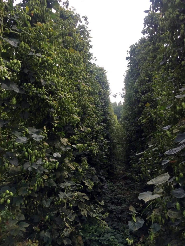 hops-photo-2016-768x1024.webp