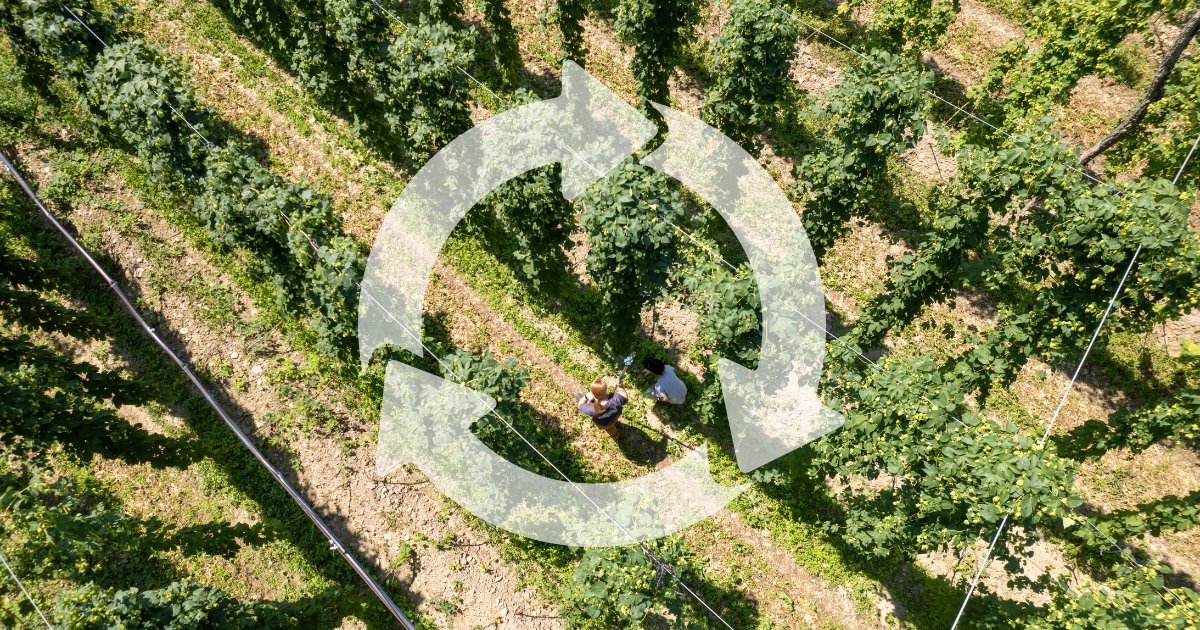 Sustainable Hops: Growing for a Greener Future This Earth Day