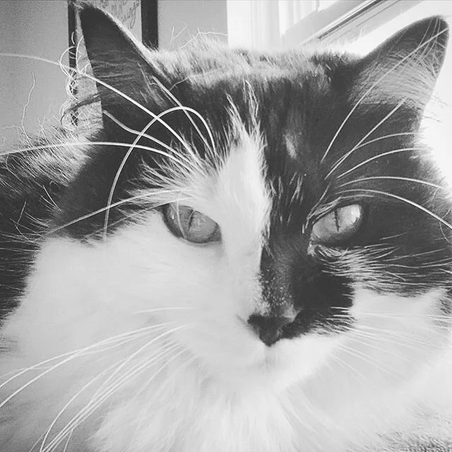 Leeloo loves sheltering in place. #stayhome #catsofinstagram