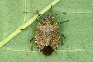 stink bug.jpg