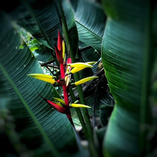 Flower 1.jpg
