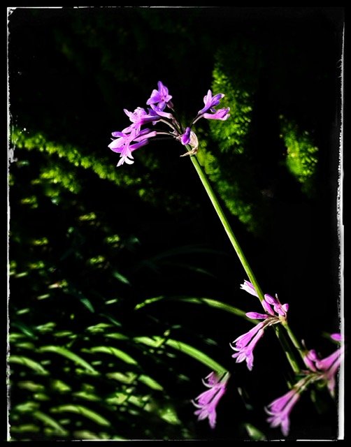 Flower 2.jpg
