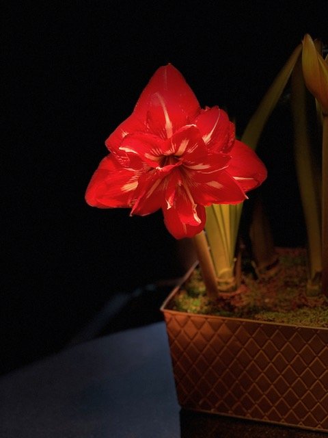 Flower 4.jpg