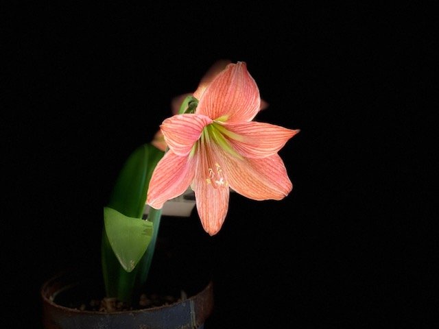 Flower 6.jpg