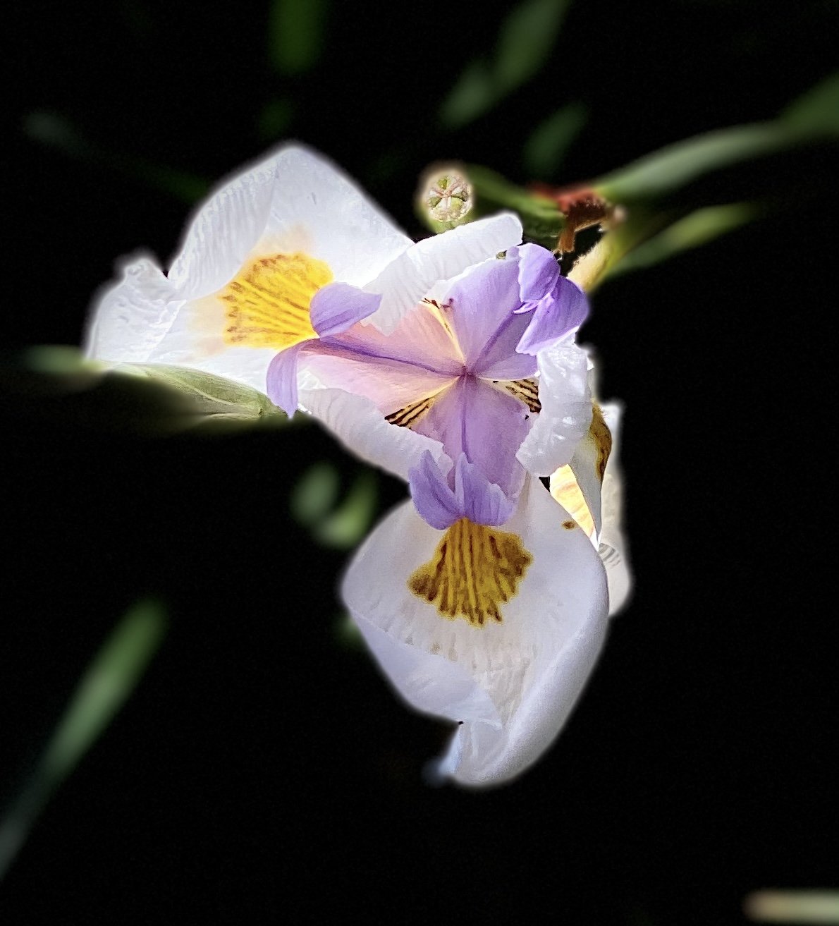 Flower 7.jpg