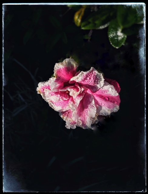 Flower 8.jpg