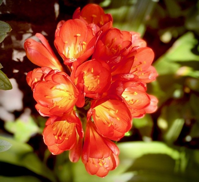 Flower 9.jpg