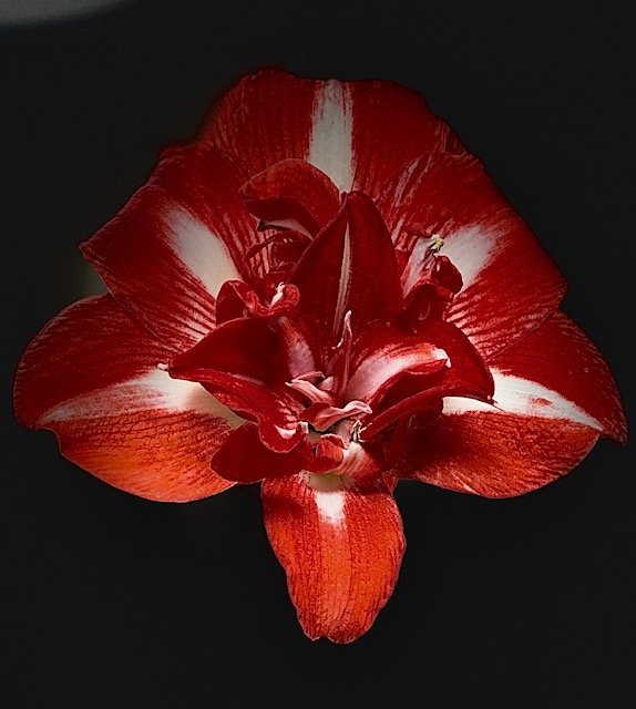 Flower 12.jpg