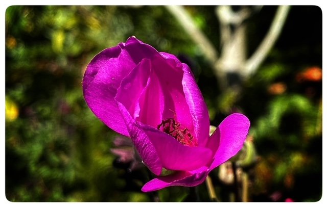Flower 14.jpg