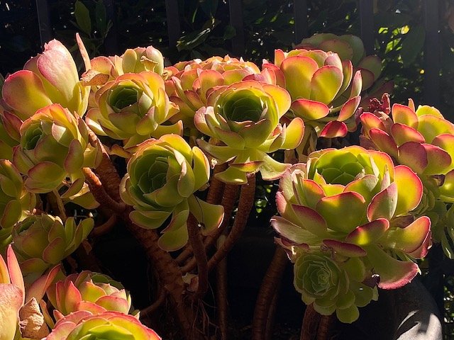 Flower 13.jpg