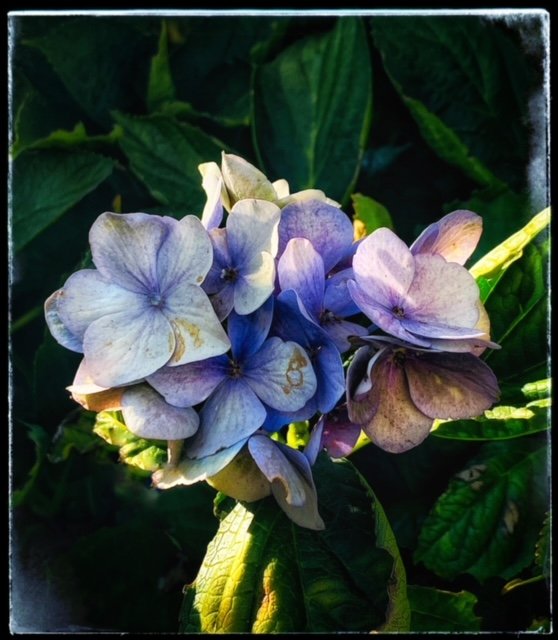 Flower 16.jpg