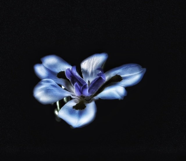 Flower 17.jpg