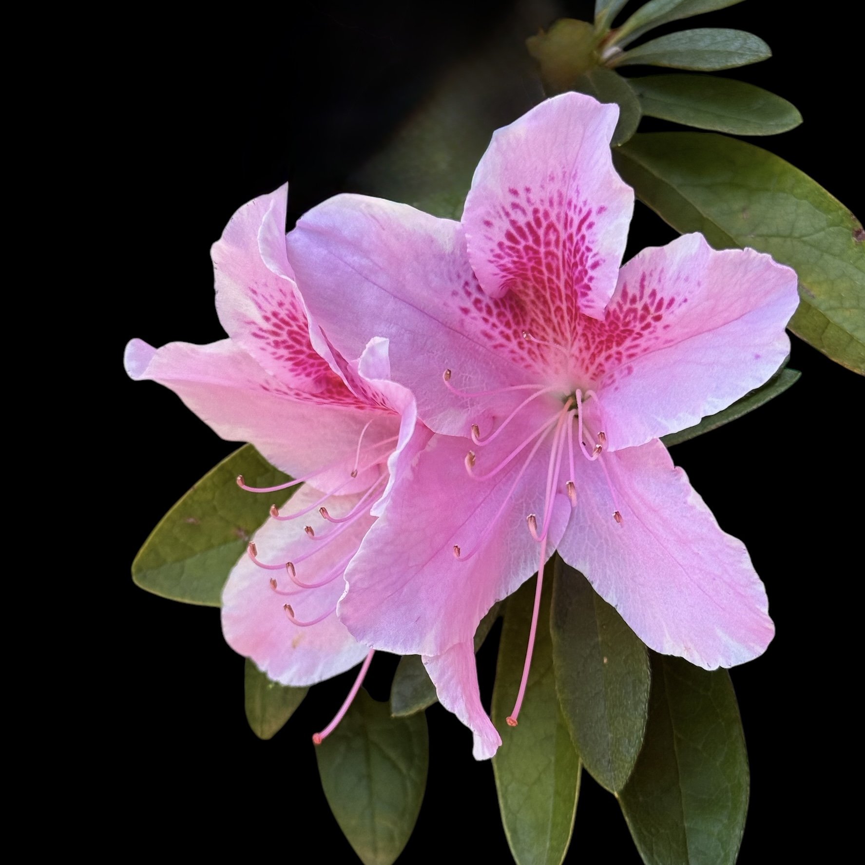 Garden Visitors.HEIC.jpg
