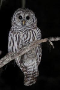 Owl_Kameron_Perensovich-200x300.jpg
