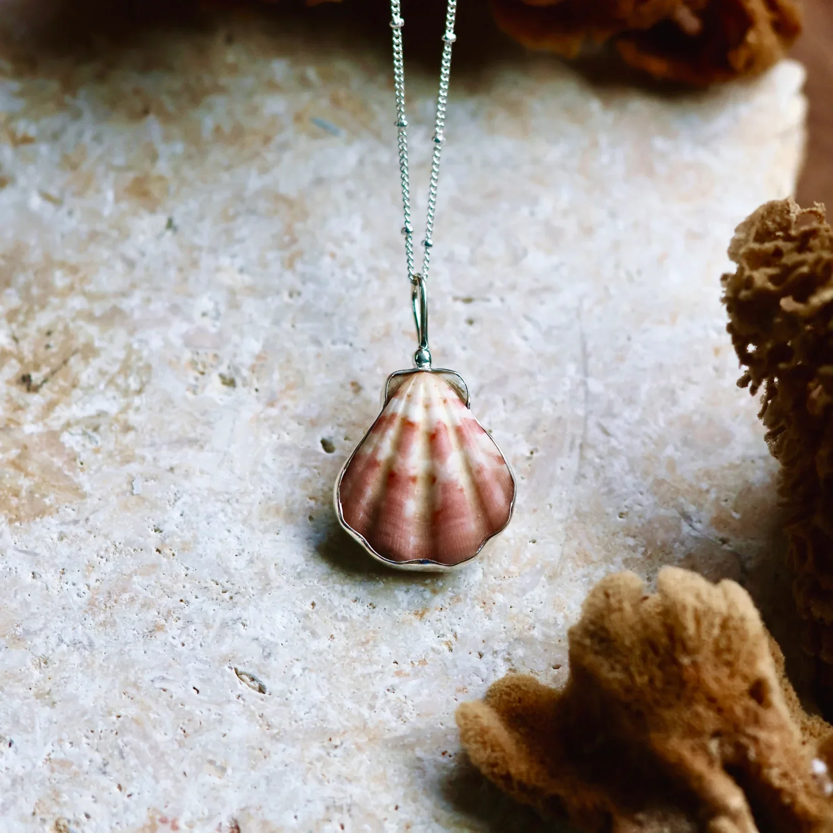 Apricot Japanese Decatopecten.webp