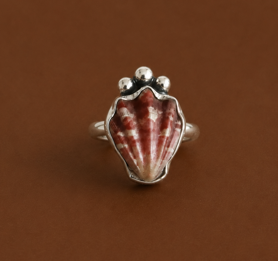 9 Japanese Decatopecten Shell Ring