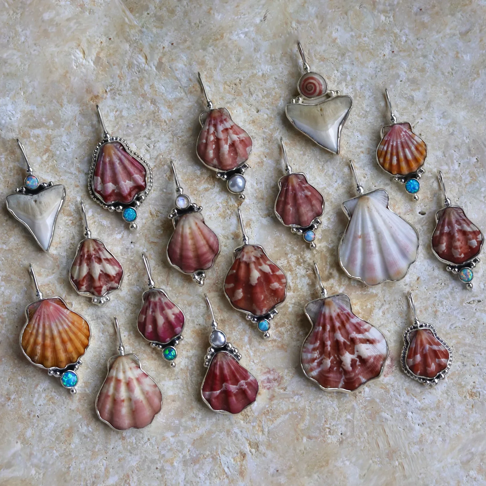 Apricot Japanese Decatopecten,a03.webp