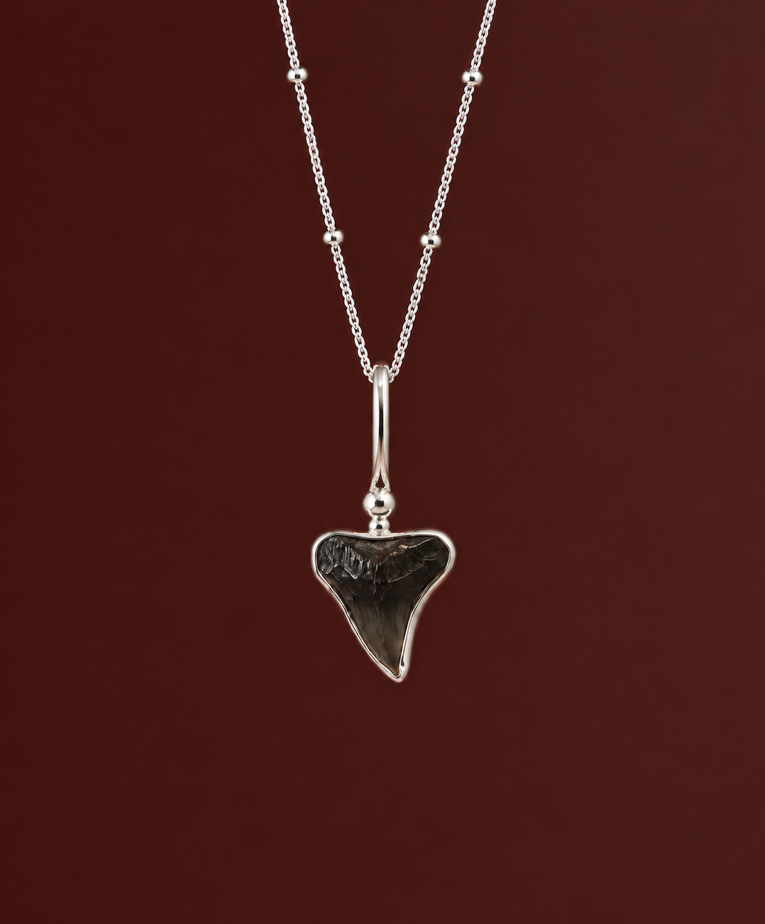XSmall Fossilised Shark Tooth