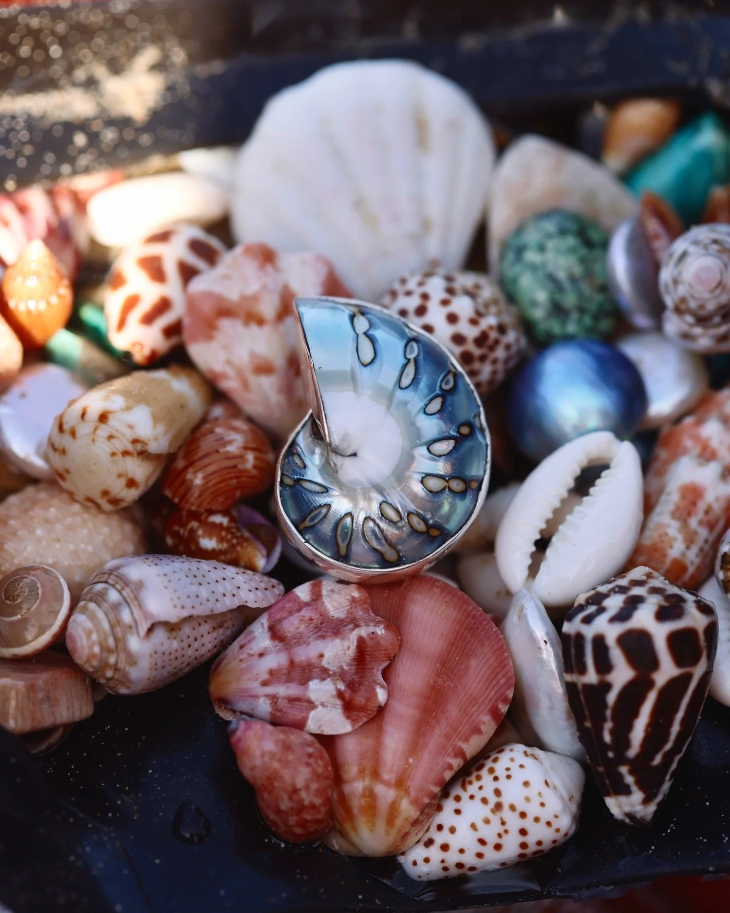 Nudibranch Nautilus_Adjustable.JPG