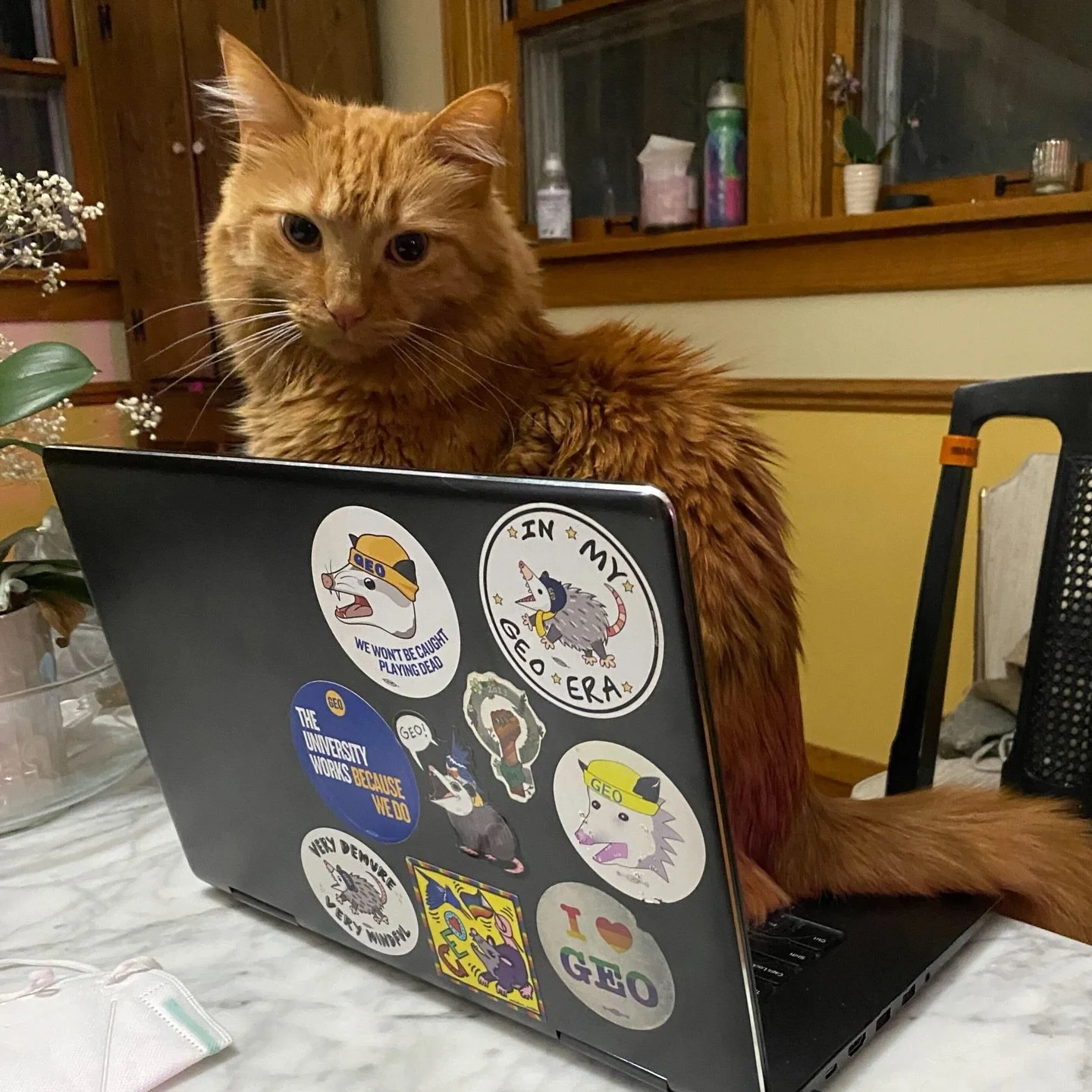 Kiwi knows - we won&rsquo;t be caught playing dead 

It&rsquo;s time to show the university how serious we are THIS MONDAY! Join us for our first full-contract bargaining session:

April 6, 10 AM - 1 PM
Illini Union Ballroom

All GEO members are welc