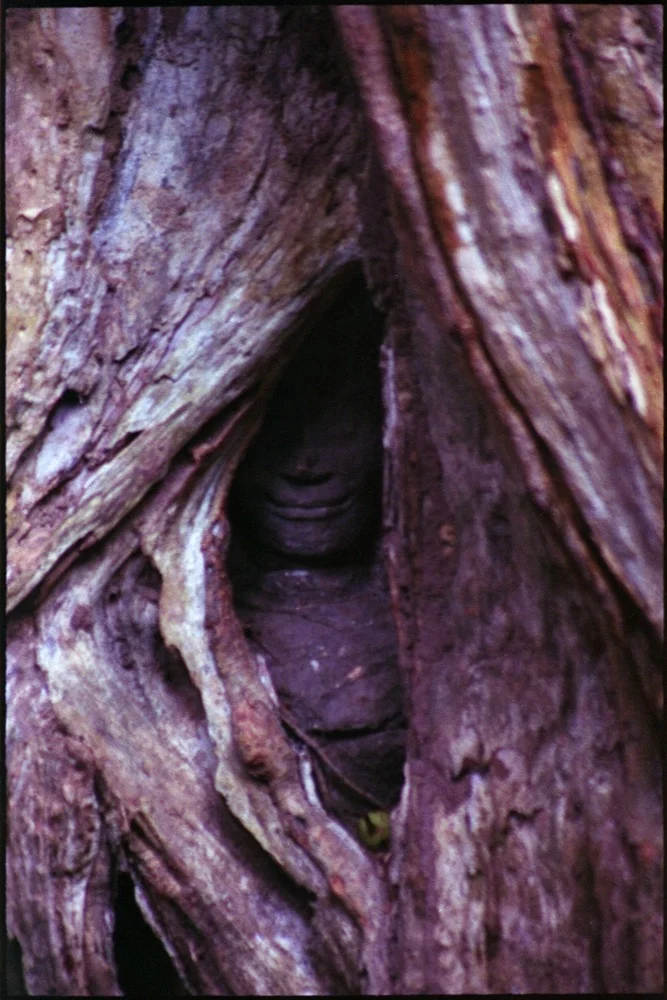 Ta Phrom_007.jpg