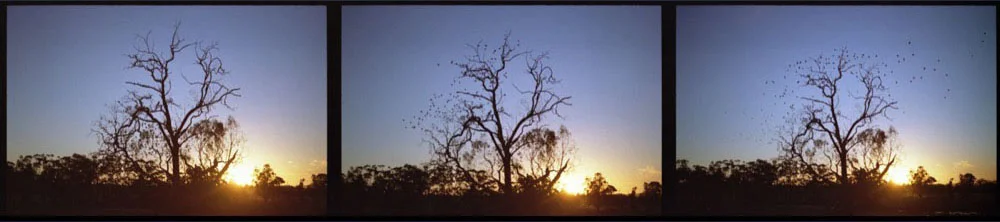 Traralgon_012.jpg