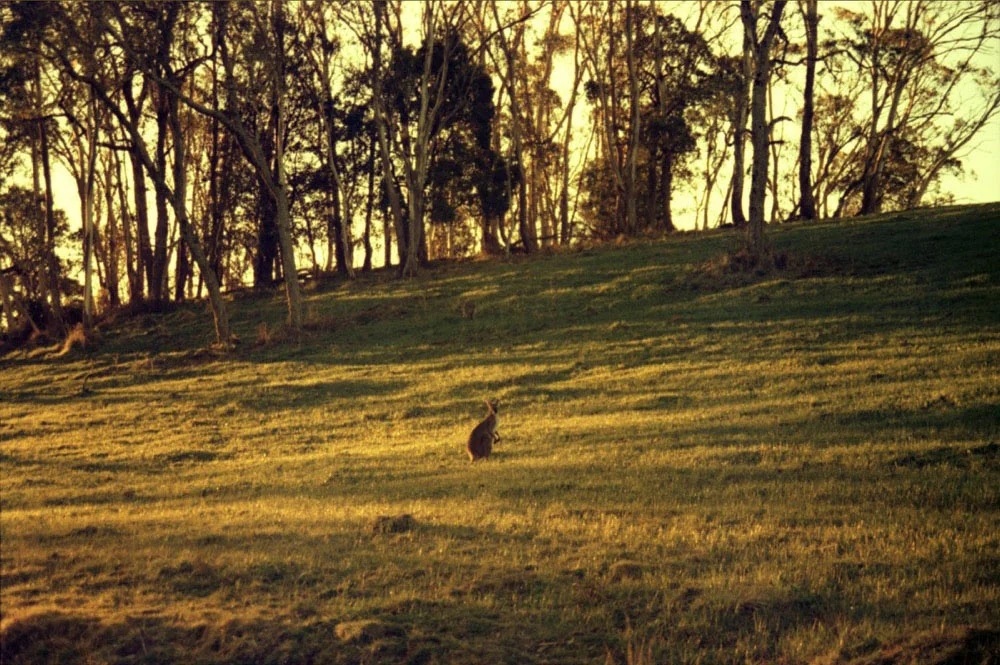 NSW Roadtrip_069.jpg